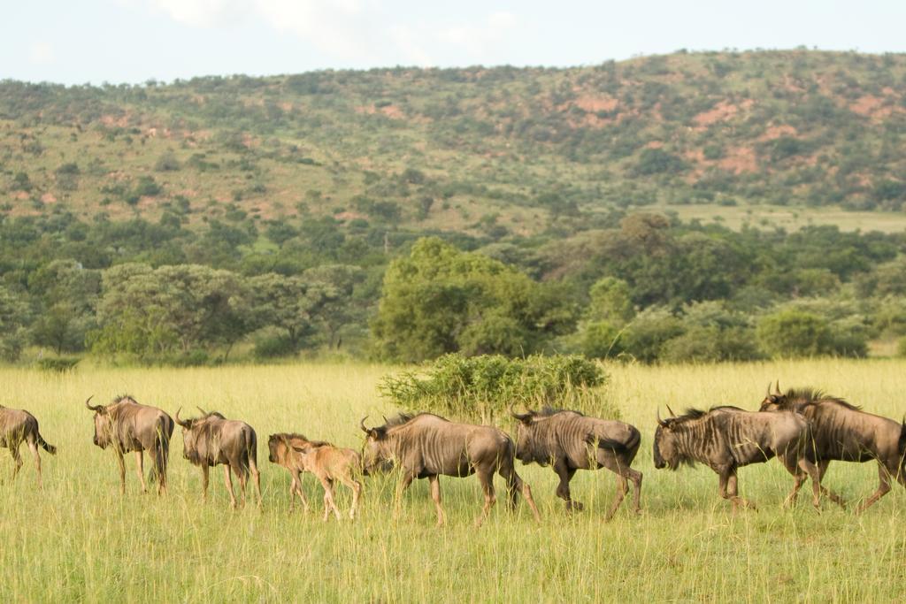 Kedar Heritage Lodge, Conference Centre & Spa Phokeng Luaran gambar