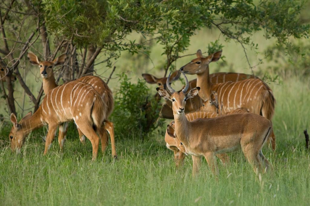 Kedar Heritage Lodge, Conference Centre & Spa Phokeng Luaran gambar