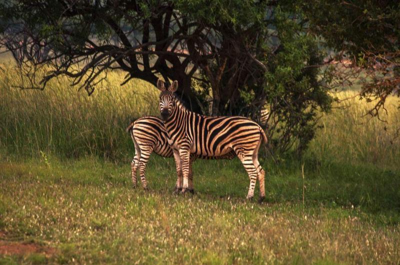 Kedar Heritage Lodge, Conference Centre & Spa Phokeng Luaran gambar